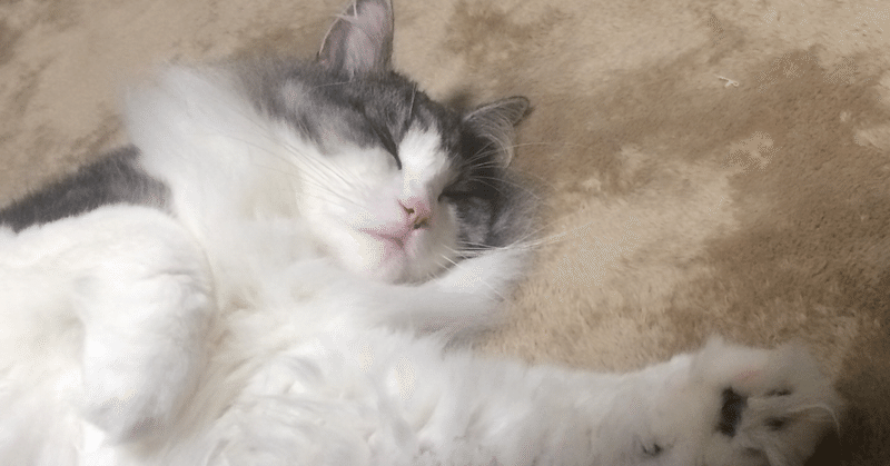 いきものと暮らす全ての人に読んでほしい ある漫画家と一匹の猫の最期の軌跡 マンガ感想文vol 1 朱夏 Note