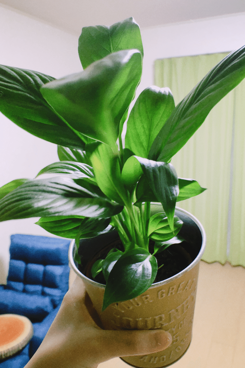 観葉植物の仲間たち お茶 おちゃまる Note 観葉植物の仲間たち お茶 おちゃまる Note