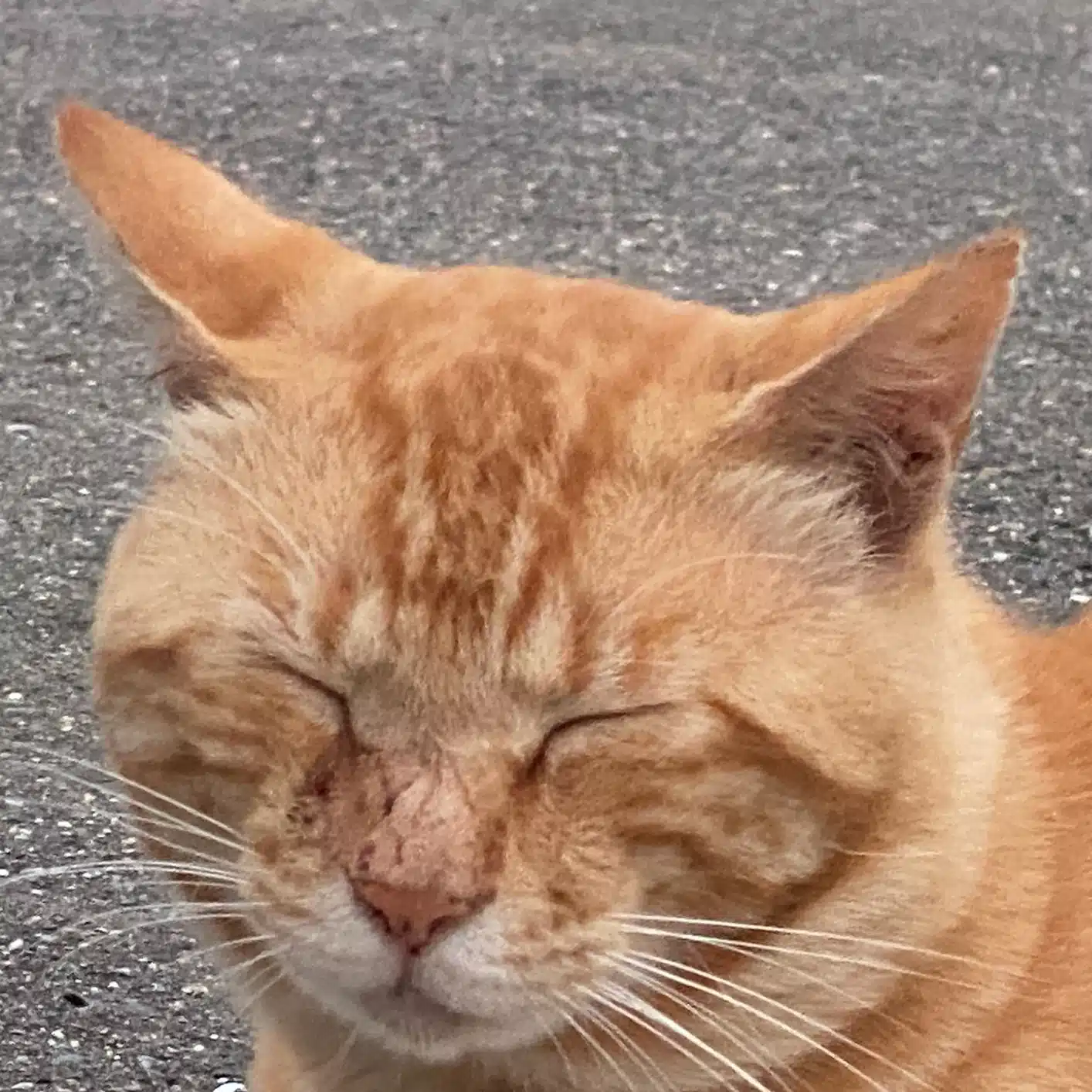 林檎中毒