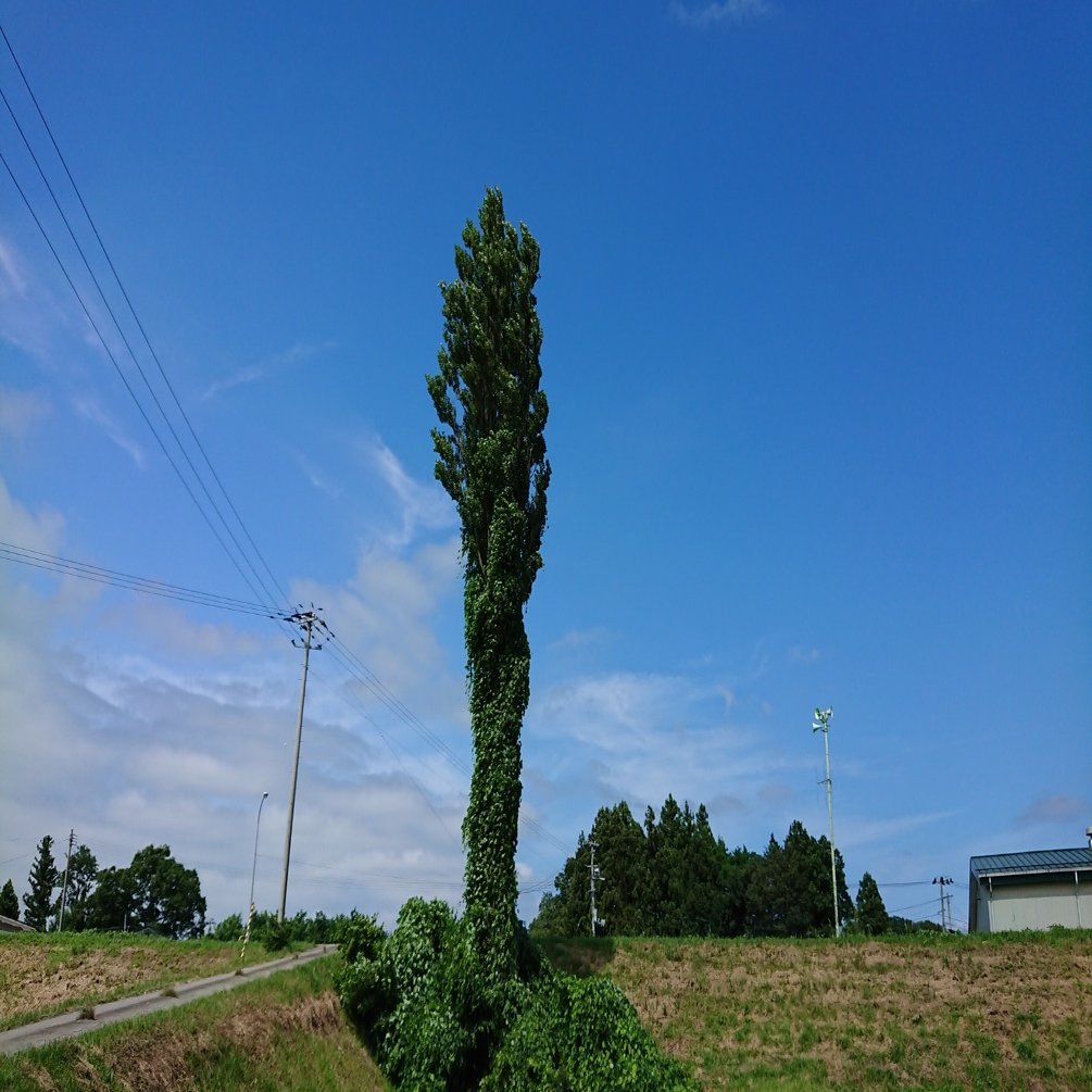 ポプラの木 宙の音 Note