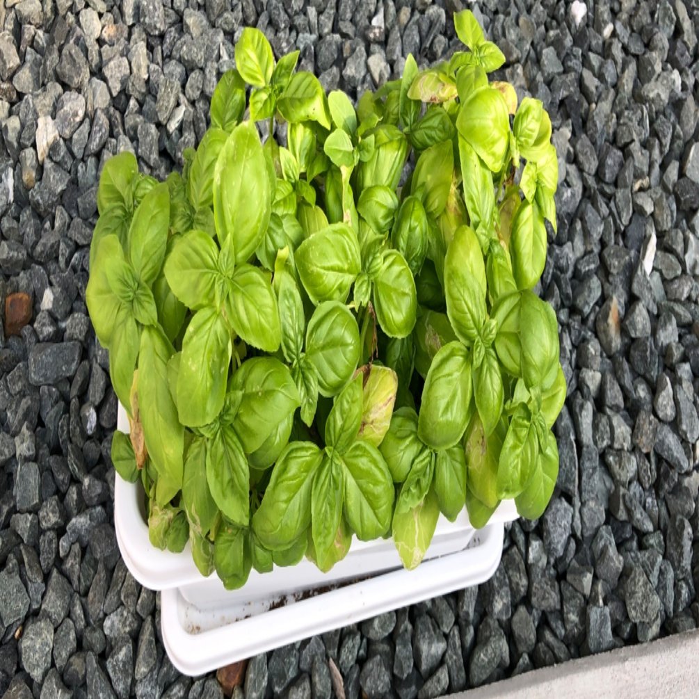 プランターに植えたバジルの繁殖力 Yuki Note