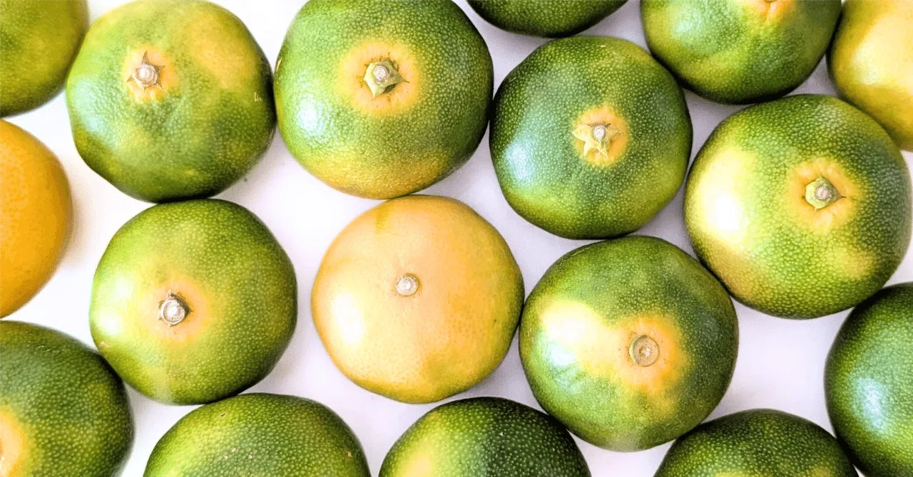 Carefully Selected] The Top 5 Highly Recommended Early-Harvest