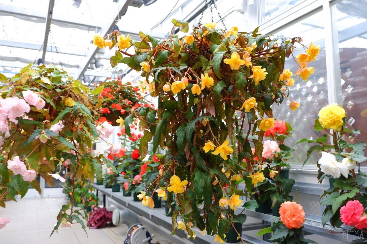 神代植物公園大温室 しま Note