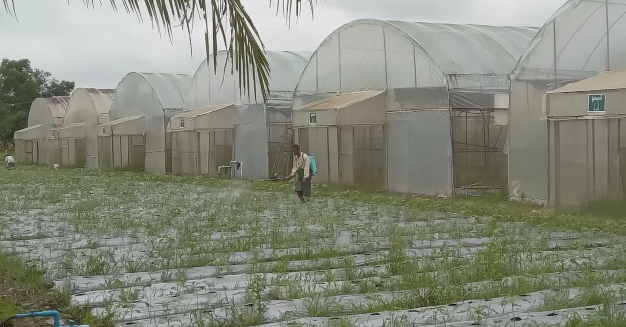 Spraying Pesticides in Short Sleeves and Shorts｜wanata