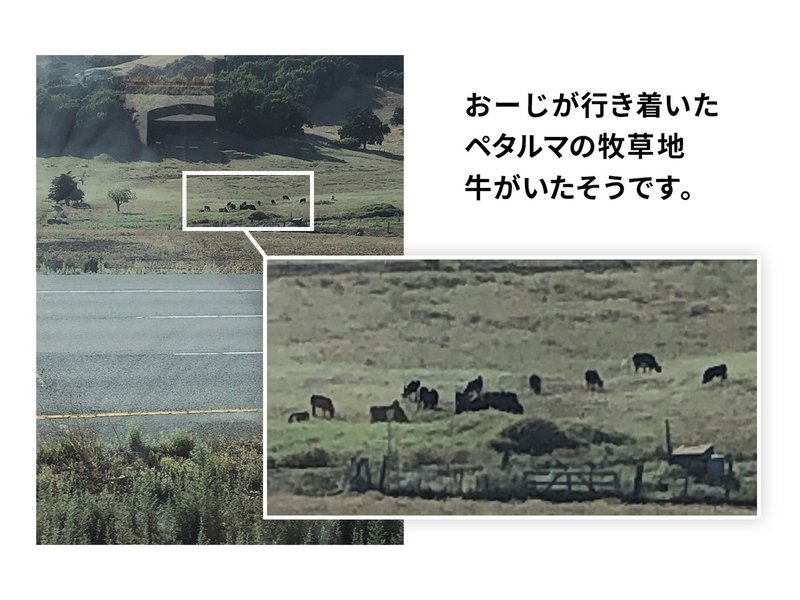 写真：ペタルマの牧草地で草を食べている複数の牛たち