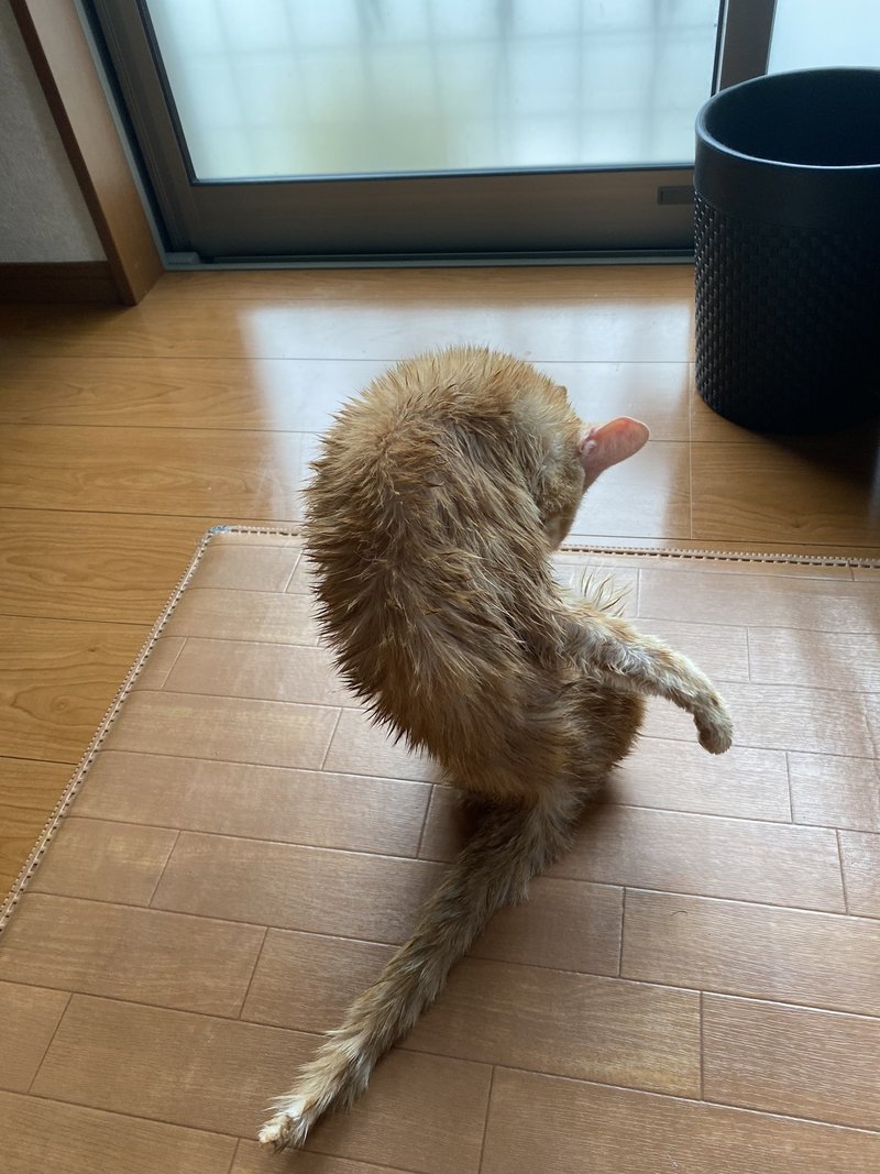 猫は一生飽きないのなんで まる48社長 Note