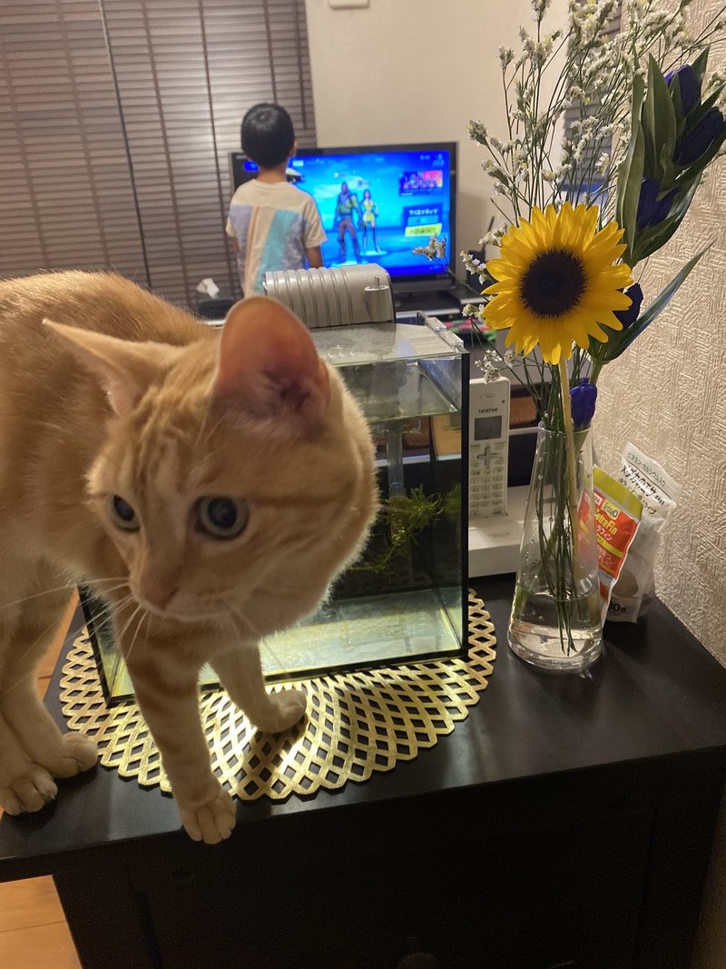 猫は一生飽きないのなんで まる48社長 Note