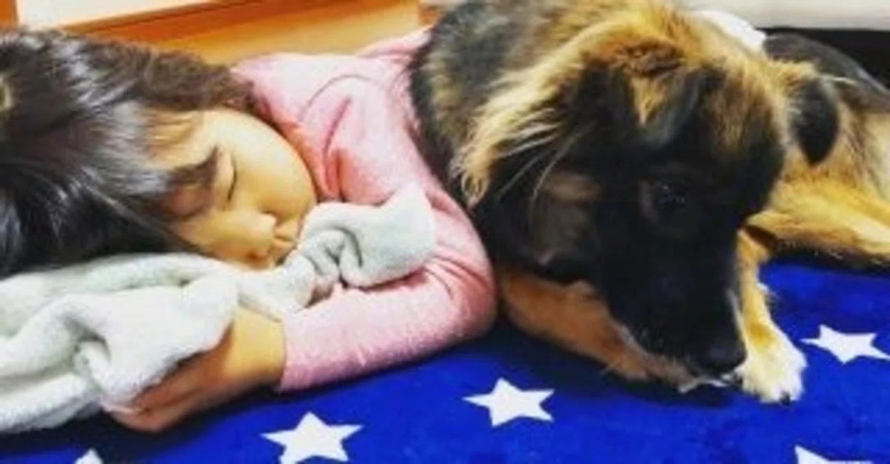 本当に幸せ 子どもと犬のいる暮らし タナカアカリ Note