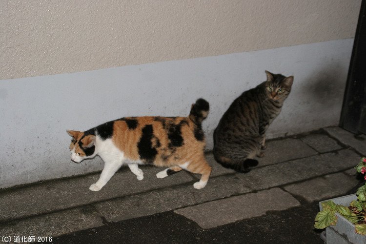 Stray cat 300  #photo #写真 #cat #猫 #ねこ #ネコ #猫写真 #ねこのきもち #癒し