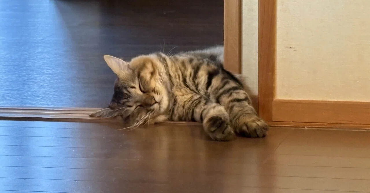 猫に翻弄される日々。