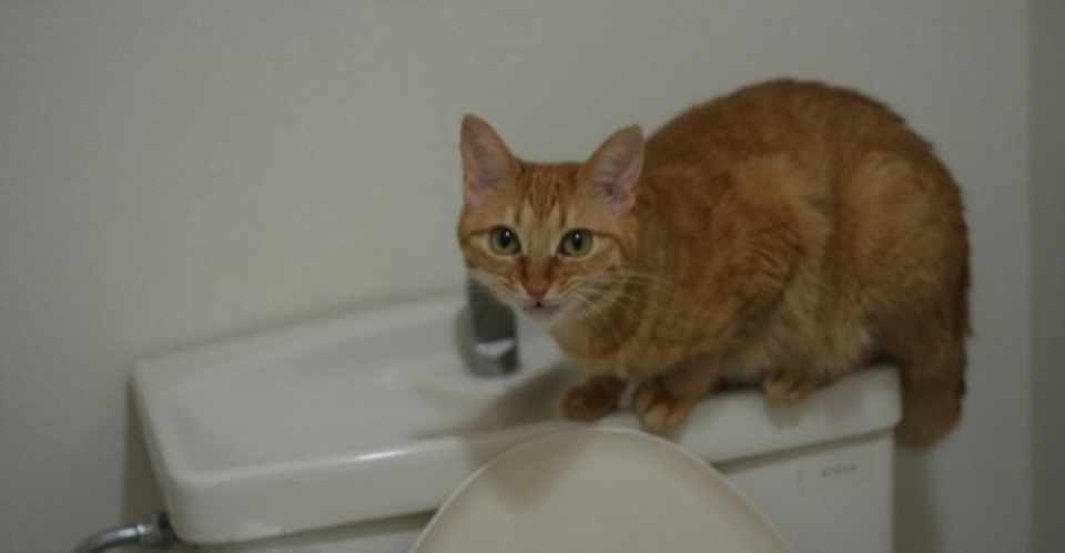 犬と猫の下部尿路疾患について ねこちぐら 獣医師 Note