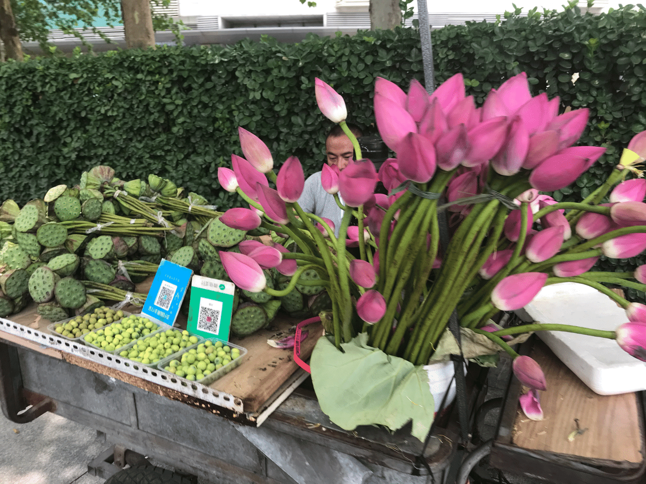 蓮の花とタネを売る Bin Note 蓮の花とタネを売る Bin Note