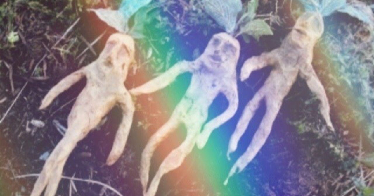 マンドラゴラ Luna N Note