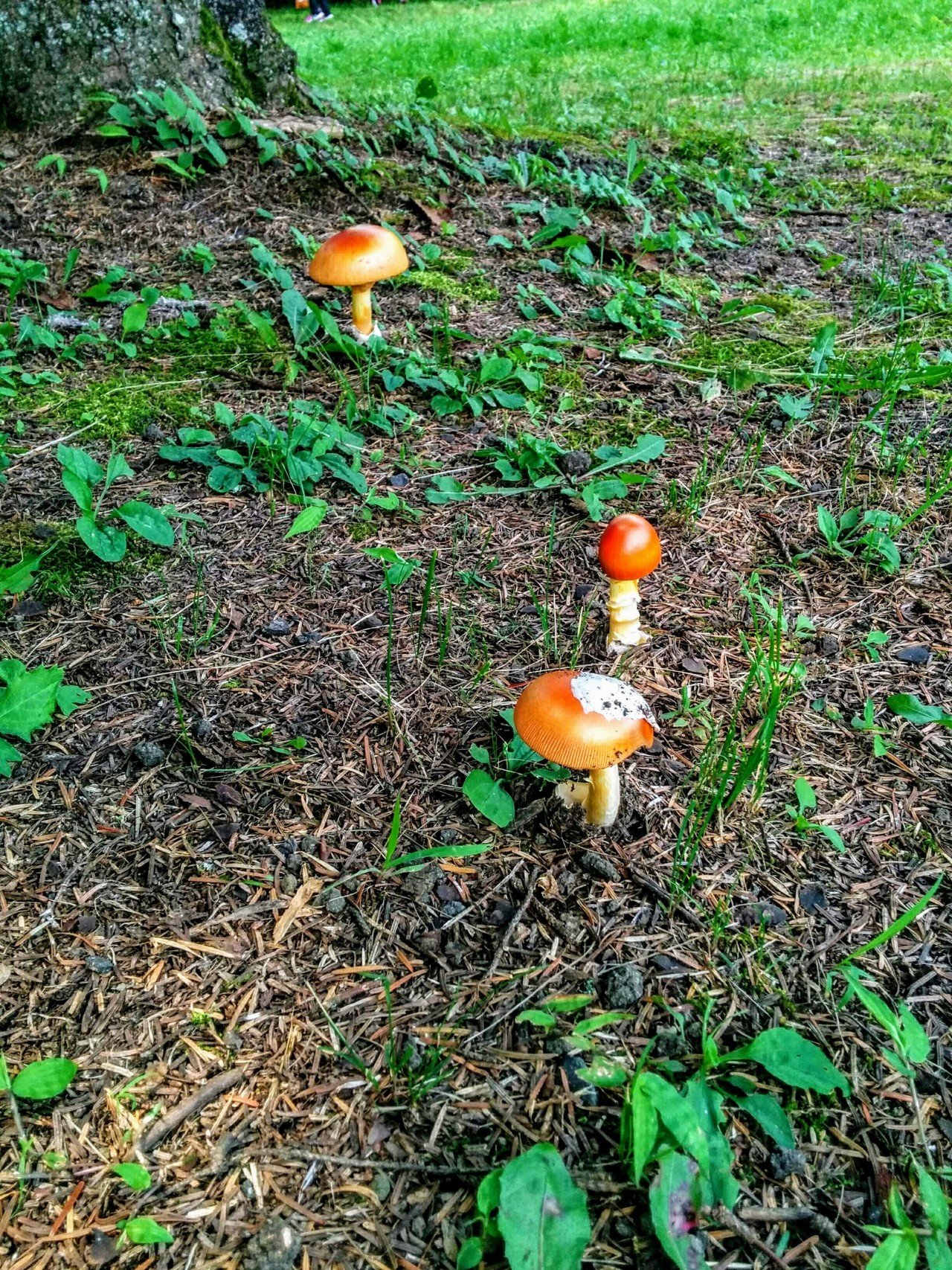 きのこ探索の洗礼 蚊 まゆかかく Note きのこ探索の洗礼 蚊 まゆかかく Note