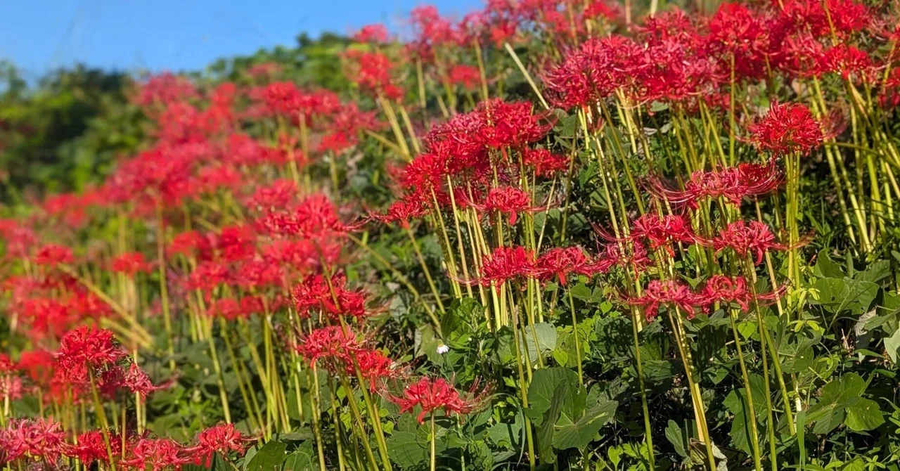Can you hear the insects? As 