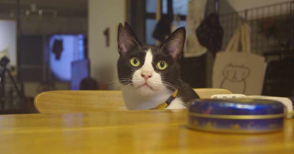 犬ではなく猫を飼っている理由3つ 猫のほにゃらら Note