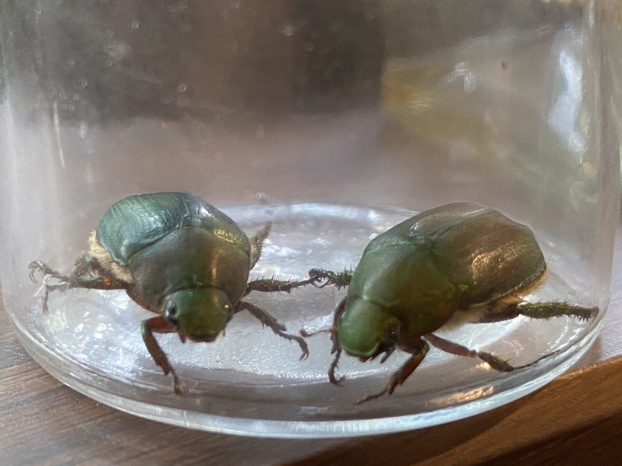 農家のモブ敵キャラポジション ドウガネブイブイを捕まえた Noriaki Kawanishi 田舎暮らしデザイナー Note 農家のモブ敵キャラポジション ドウガネブイブイを捕まえた Noriaki Kawanishi 田舎暮らしデザイナー Note