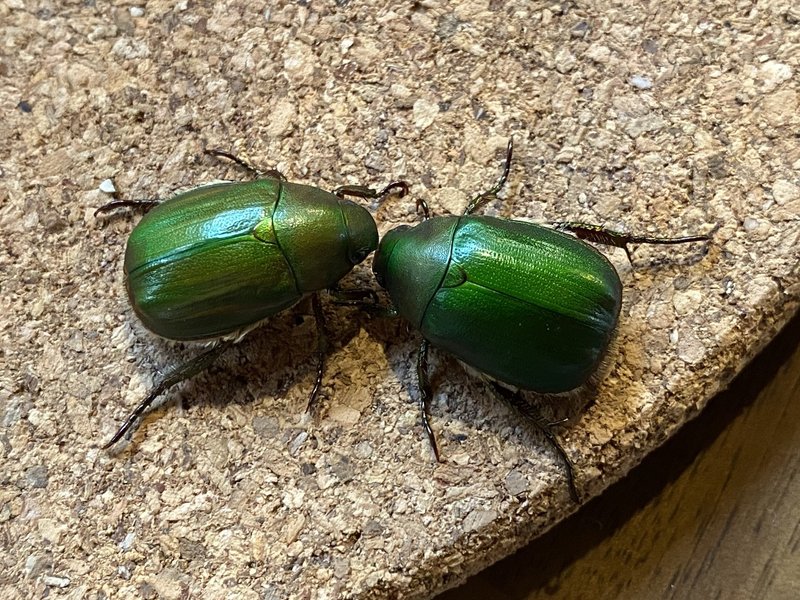 農家のモブ敵キャラポジション ドウガネブイブイを捕まえた Noriaki Kawanishi Dmm Note