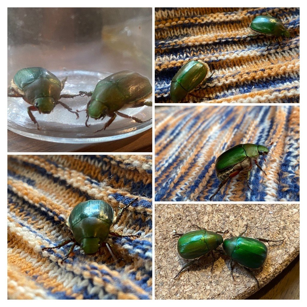 農家のモブ敵キャラポジション ドウガネブイブイを捕まえた Noriaki Kawanishi 田舎暮らしデザイナー Note 農家のモブ敵キャラポジション ドウガネブイブイを捕まえた Noriaki Kawanishi 田舎暮らしデザイナー Note