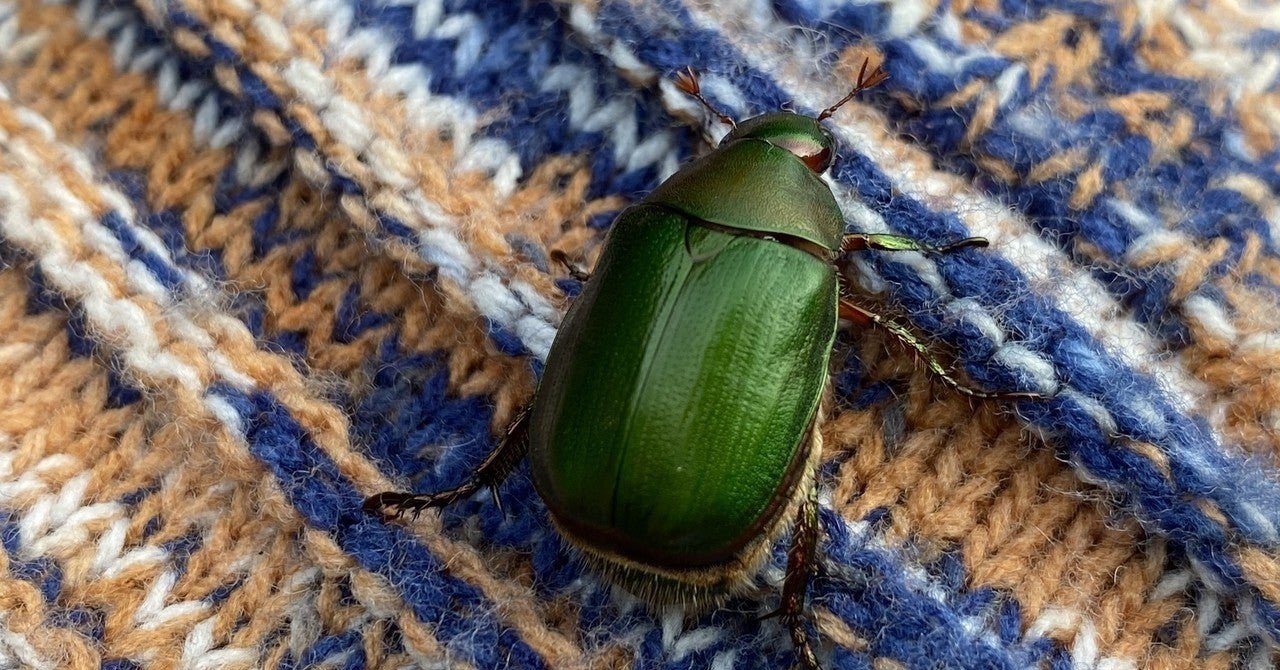 農家のモブ敵キャラポジション ドウガネブイブイを捕まえた Noriaki Kawanishi 田舎暮らしデザイナー Note 農家のモブ敵キャラポジション ドウガネブイブイを捕まえた Noriaki Kawanishi 田舎暮らしデザイナー Note