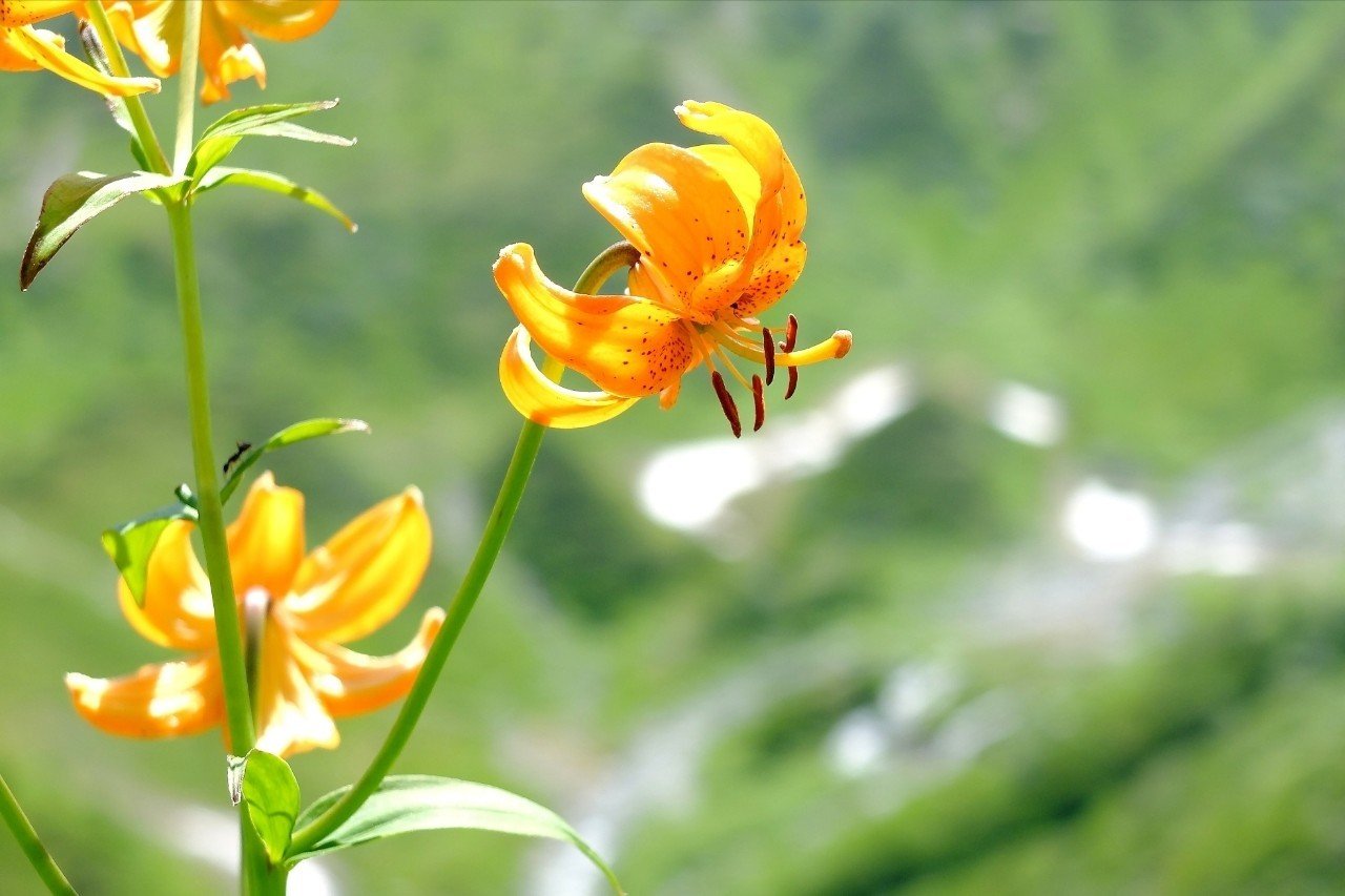 山に映えるオレンジの花 クルマユリ Hhaannaaiihh Note