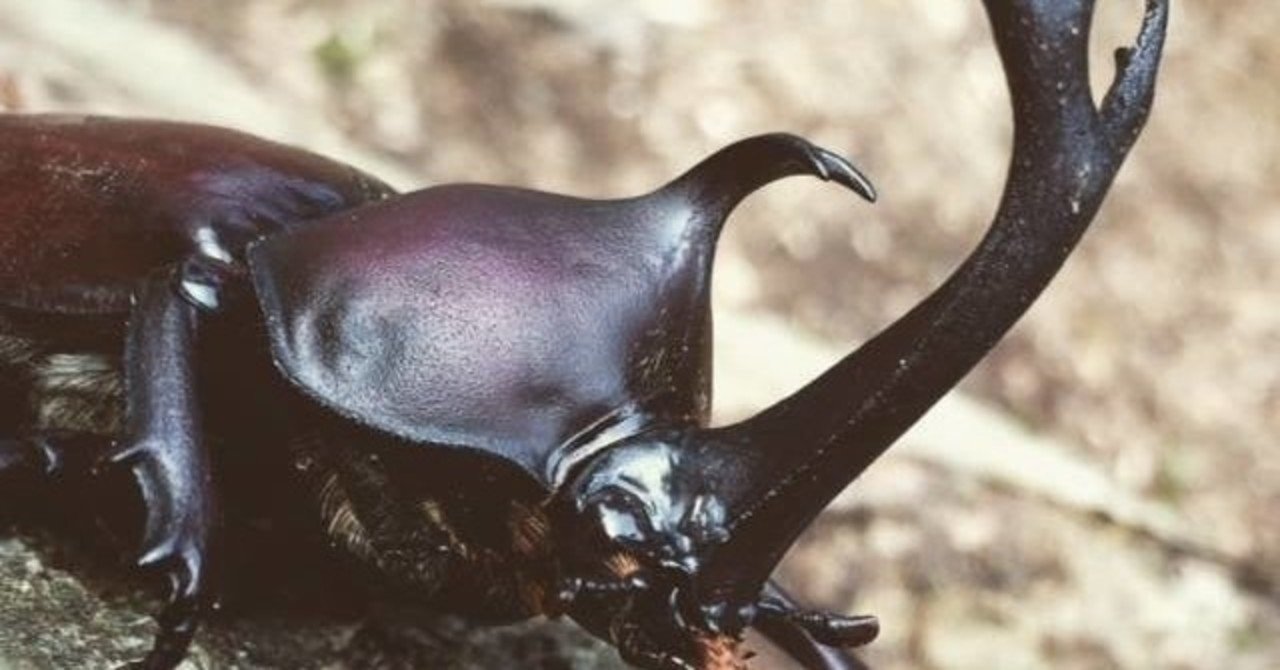 カブトムシが増えてしまった どうしよう と思ったら読んで下さい しんちゃん Note