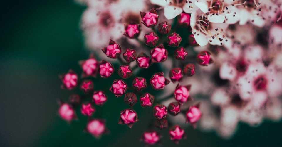 Mllr 0080 花のほころぶ 石川葉 Haccaノベル デザイナー Note