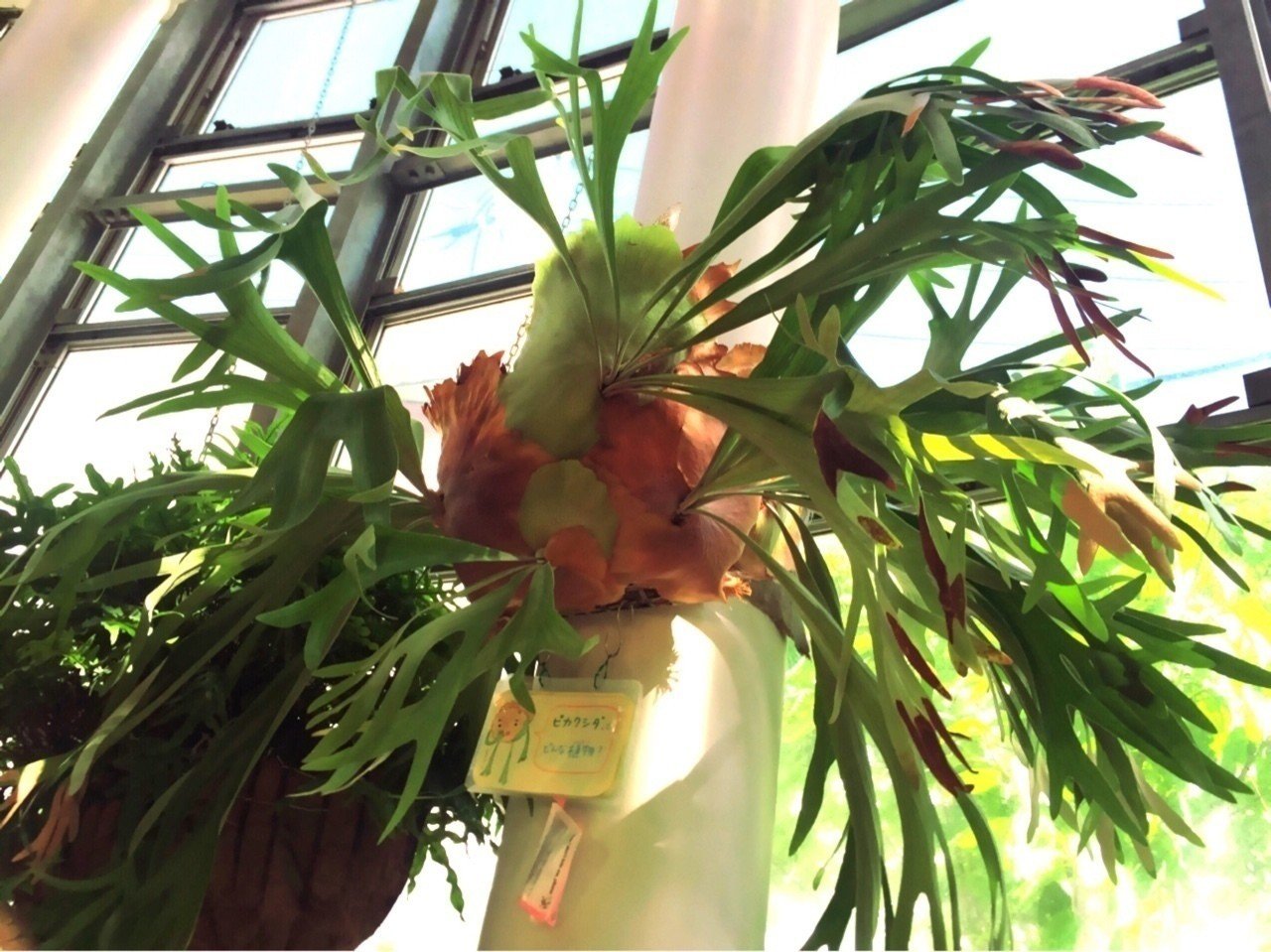 渋谷植物園のビフルカツム なりお ベンチャー企業とデザイナー Note