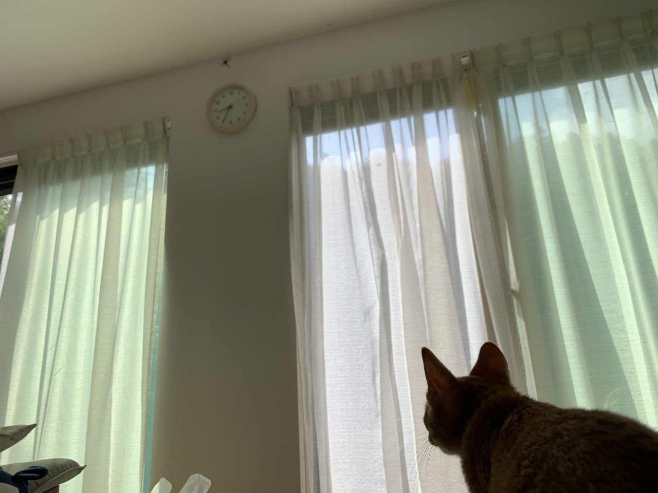 新しいおもちゃで遊ぶねこ - 2020/8/6|Yuki Makino|note