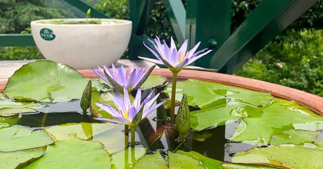 音声より字幕のスピードが早いのは理解度なの 73edit Note 音声より字幕のスピードが早いのは理解度なの 73edit Note