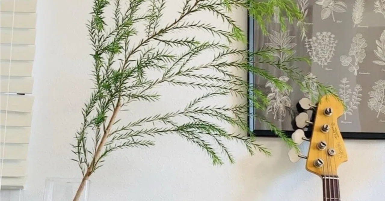 Tea Tree [Herb Encyclopedia]｜みちのくハーブ研究所