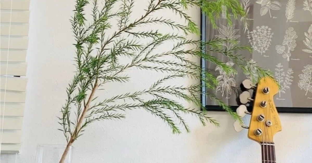 Tea Tree [Herb Encyclopedia]｜みちのくハーブ研究所