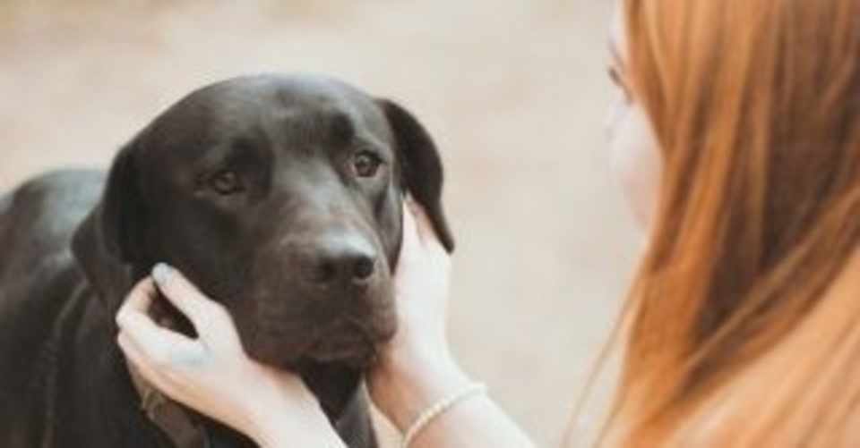 あなたの犬が怖がりな犬ならば 他人から守ってあげることも必要 タナカアカリ Note