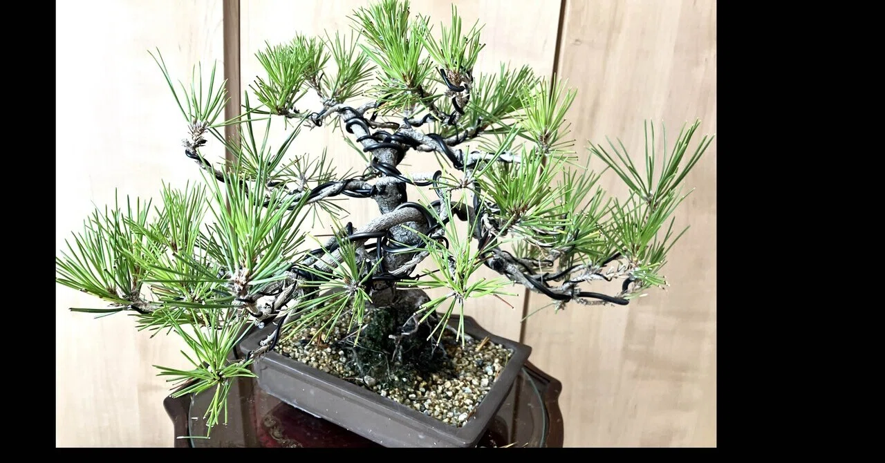 30×35cm ザ・黒松盆栽 iichi販売 ！｜福豊ーAIU-17
