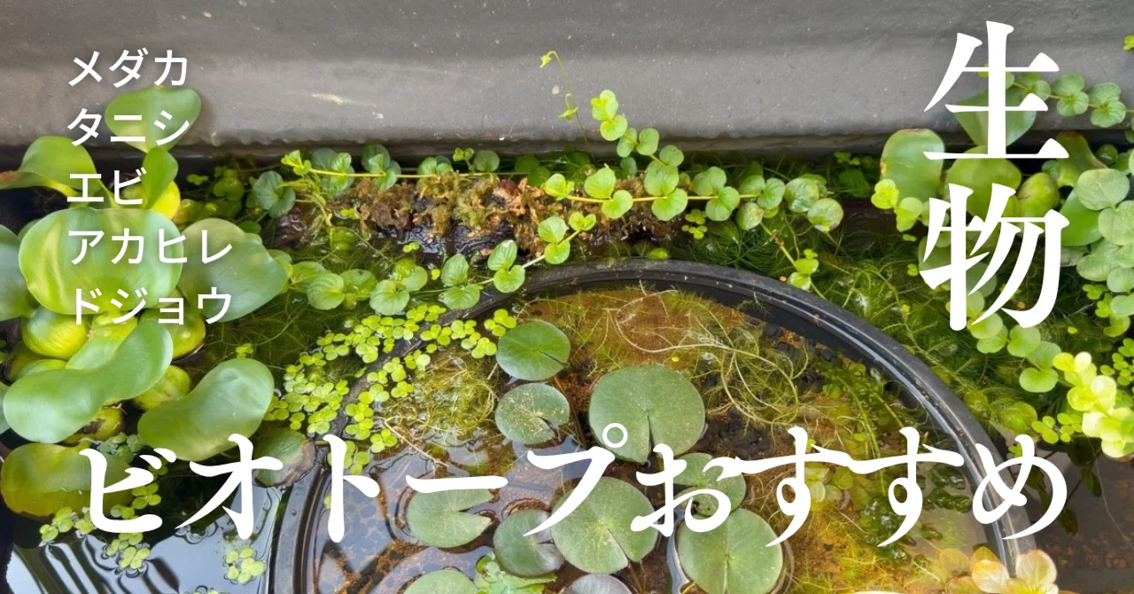 [For Beginners] 5 Recommended Creatures for a Balcony Biotope | Medaka ...