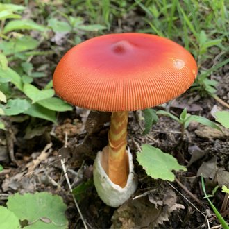 きのこのかわいさ知らしめたい ちょこすき きのこ Note