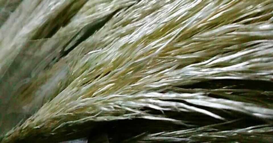 安野光雅さん もりのえほん にお話つける 第6話 Htb43 人見 武 Note