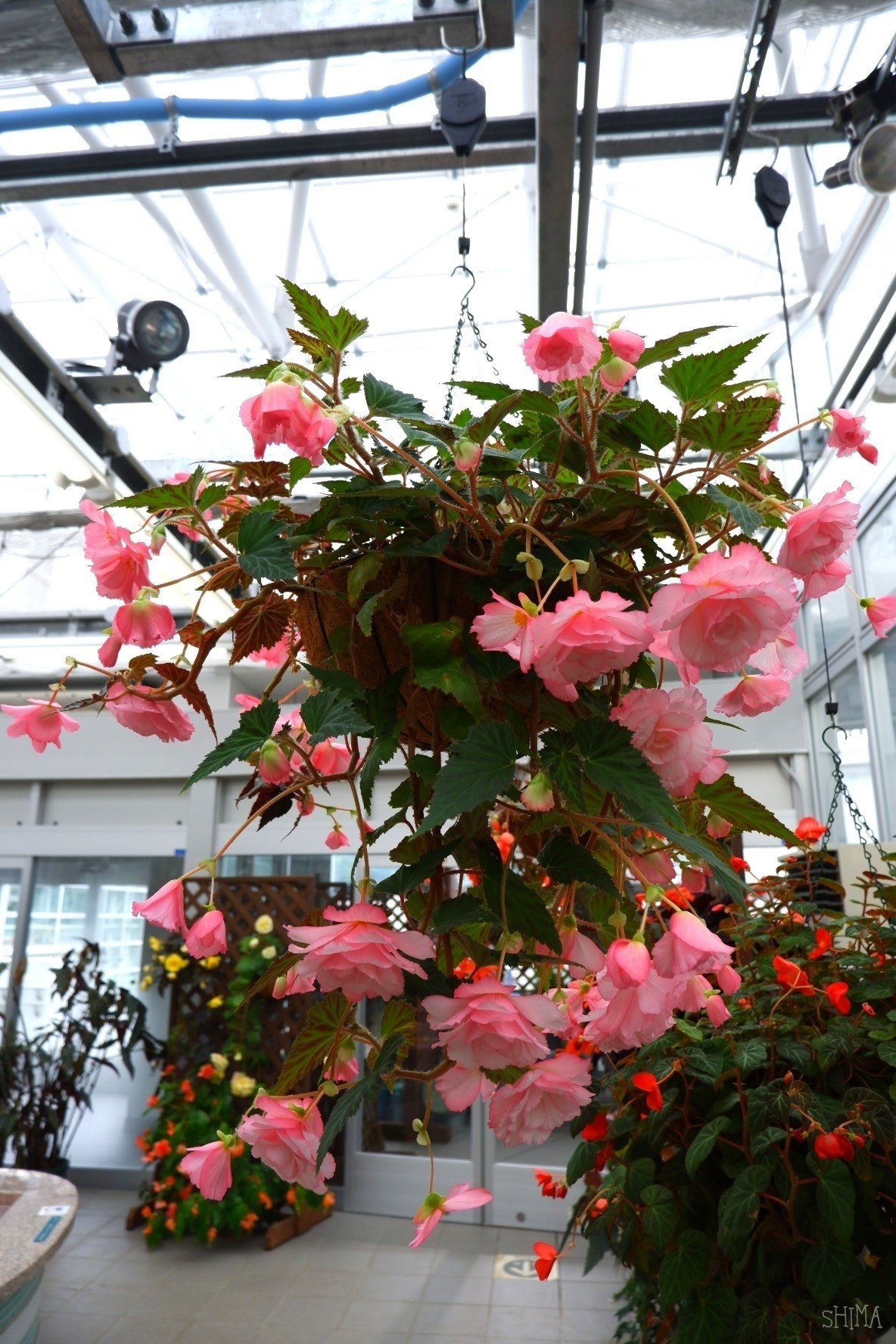 神代植物公園大温室ベゴニア しま Note