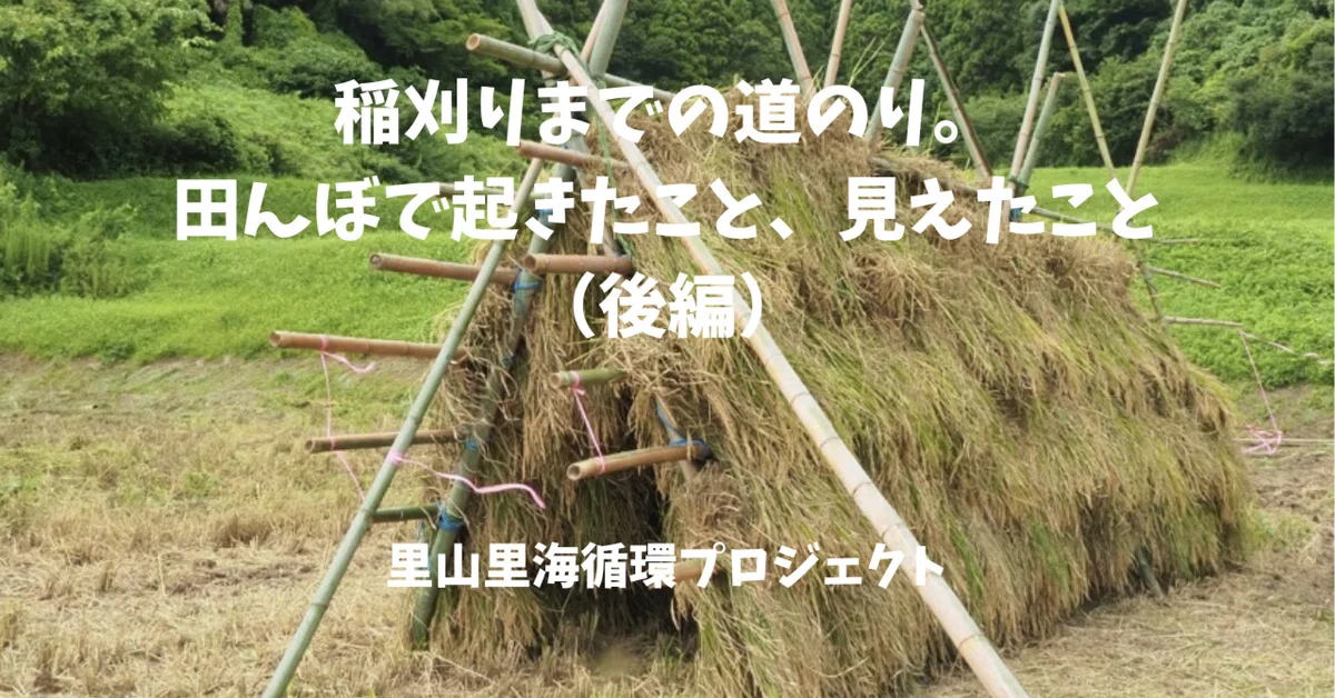 The Road to Rice Harvesting: What Happened and What We Saw in the Rice ...