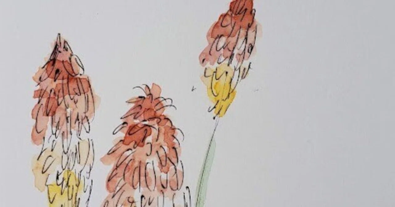 [October 8] Flower 🌸 Torch Lily (Red Hot Poker) 🌸 Illustration drawn in ...