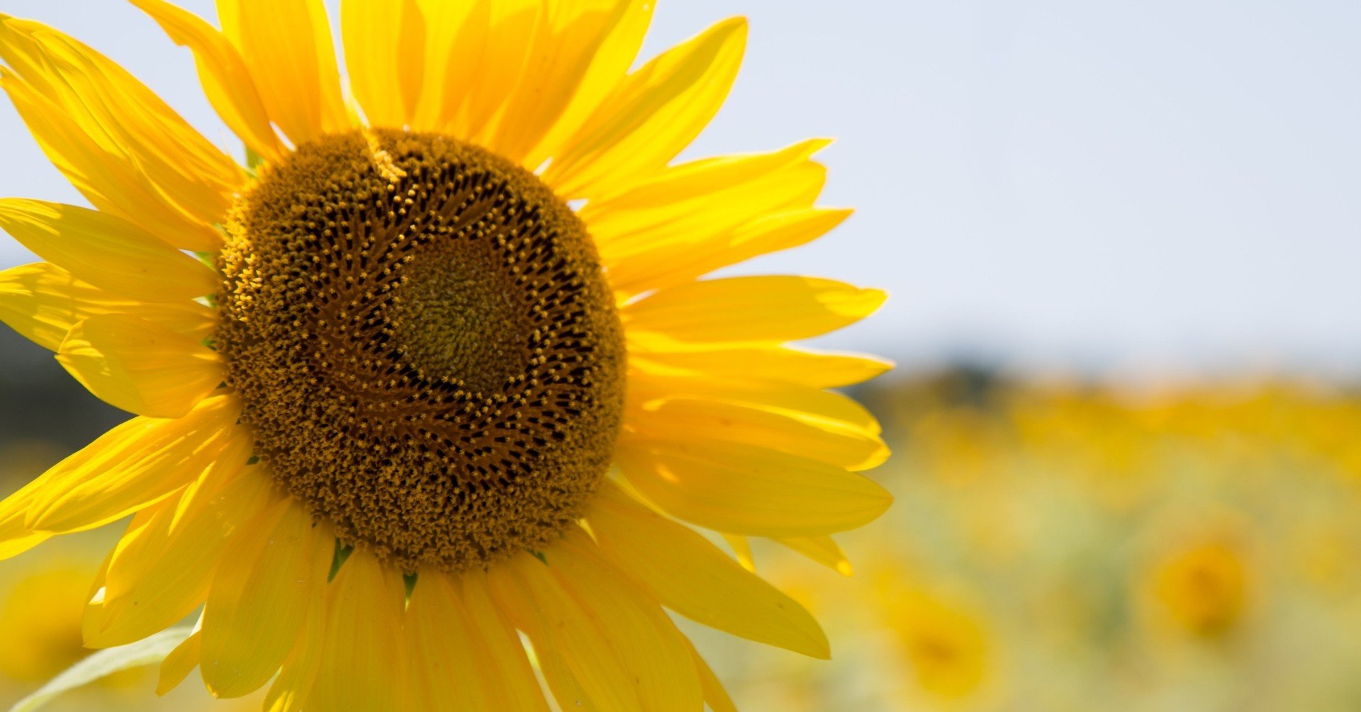 ひまわりのような笑顔が教えてくれたこと こんちゃん Note