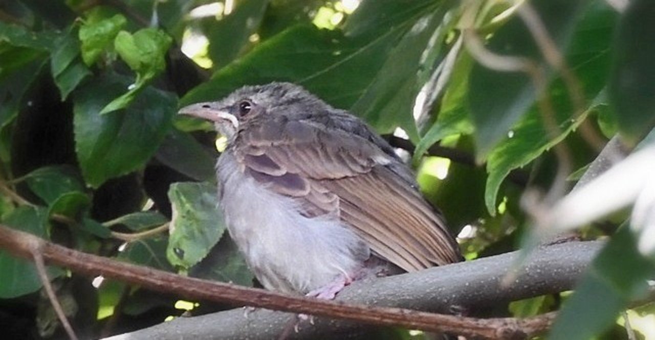 ヒヨドリの幼鳥 の新着タグ記事一覧 Note つくる つながる とどける ヒヨドリの幼鳥 の新着タグ記事一覧 Note つくる つながる とどける