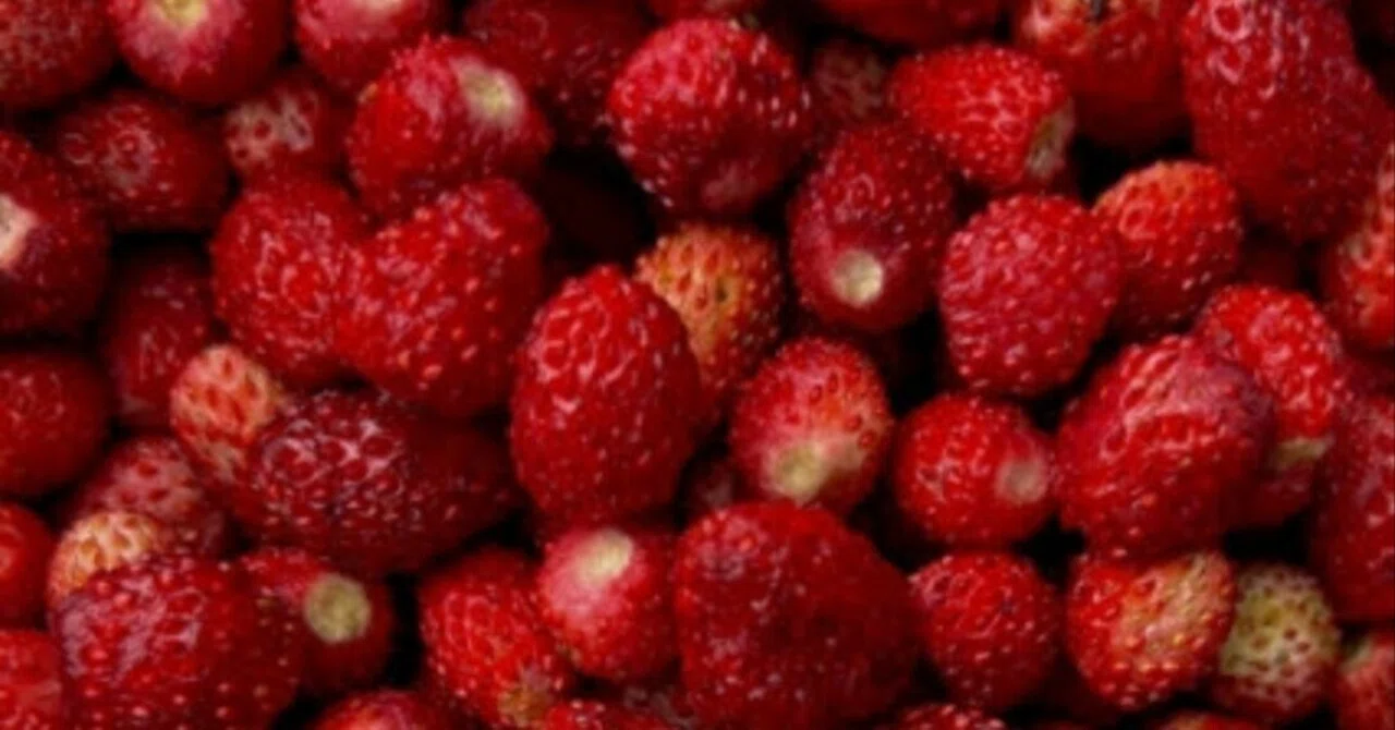 Raspberry Root Structure What are Wild Berries? A gentle introduction to the story of wild ...