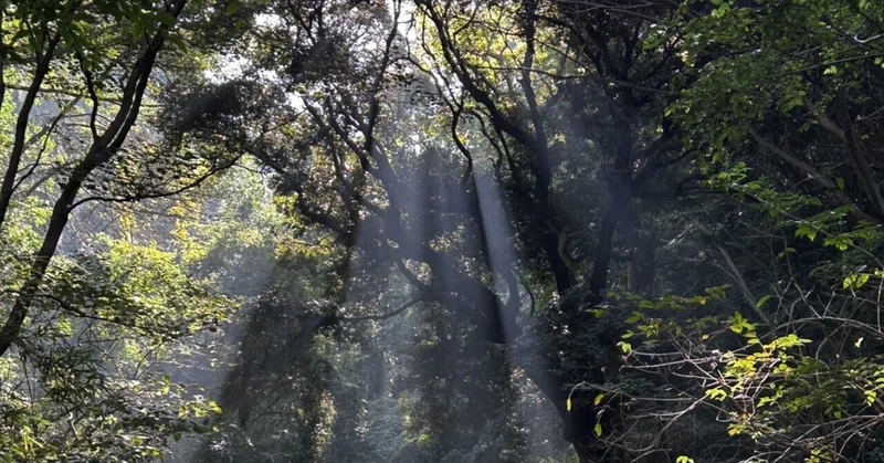 【皇紀二八〇〇年の祈り】元春日・枚岡神社での禊と、親子の響きが織りなす「FM能楽堂」への誘い