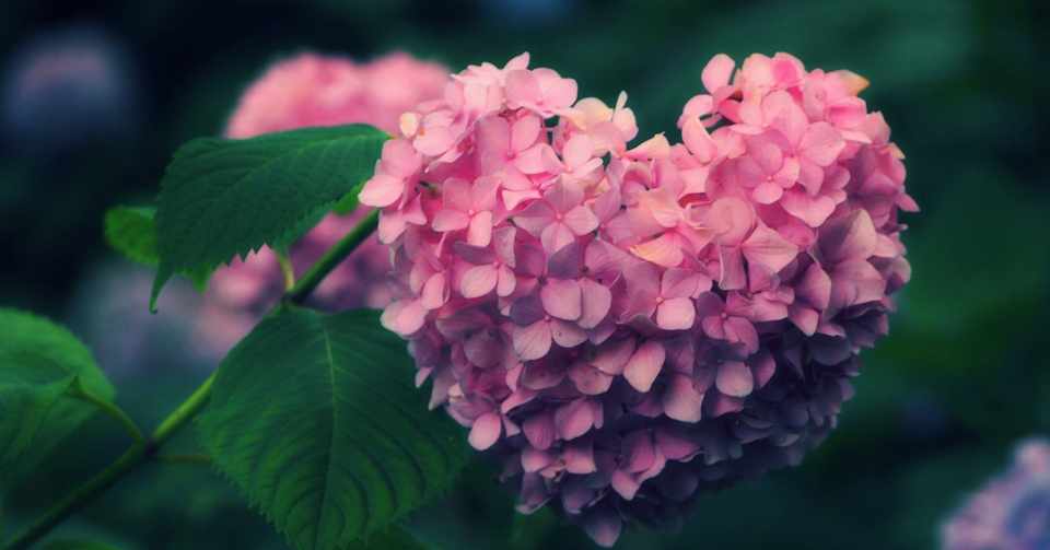 フラワーズボミングホーム テレビでお花を楽しむチームラボの取り組み 京都のお花屋さん Note