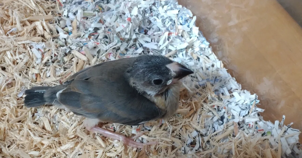 An unexpected new family member. The day I brought home a baby Java ...