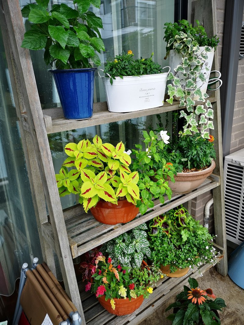 年7月のお庭 小さなお庭 Note