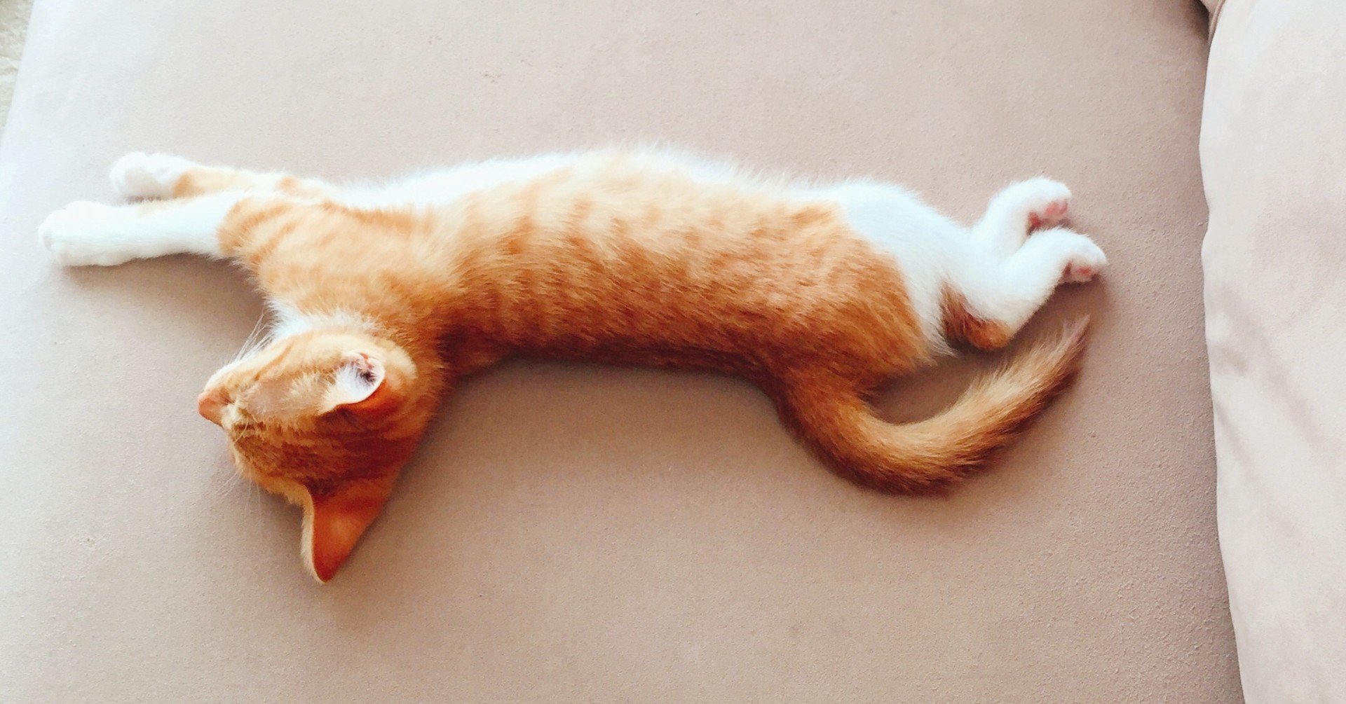 ネコさんのいる日々の日記のようなもの 長谷川仁美 ライター Note