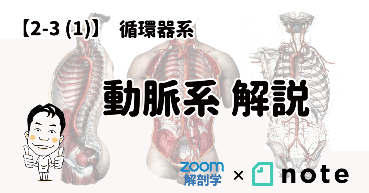 2 3 1 循環器系 動脈系 解説 黒澤一弘 Note