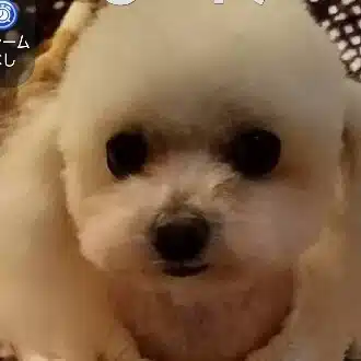 イヌツカ　ウロチイ